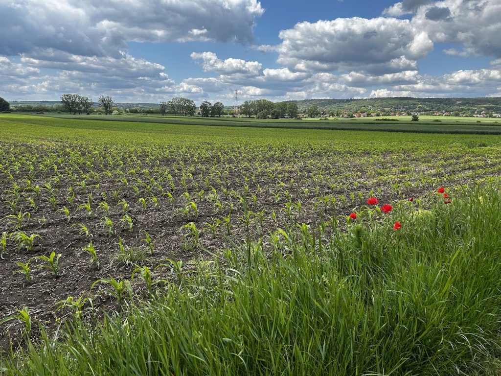 a field of green plants